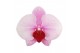 Phalaenopsis roze 1 tak swan blush authentic 