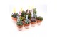 Succulenten mix terracotta pot + bunny 