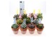 Succulenten mix terracotta pot + bunny 