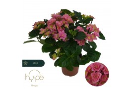 Hydrangea macr. double dutch pink Dark Pink 5+ | Hy-pe