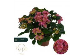 Hydrangea macr. double dutch pink Dark Pink 7+ | Hy-pe