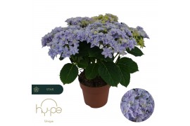 Hydrangea macr. double dutch blue 5+ | Hy-pe