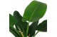 Philodendron imperial green 