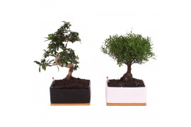 Bonsai mix in Easy Care Black/White with wood plate