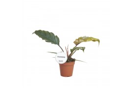 Philodendron bipinnatifidum Choco Empress