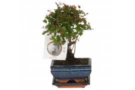 Sageretia sp. bonsai Bonsai Sageretia in ø12cm Ceramic Ball Shape with
