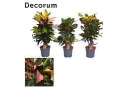 Codiaeum mix vertakt decorum