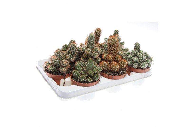 Mammillaria elonga Cactus elongata mix 