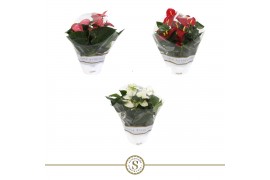 Anthurium andr. mix table schaal
