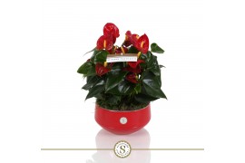 Anthurium andr. royal champion table schaal in lucca keramiek