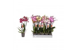 Phalaenopsis mix 6 kleuren 3 tak