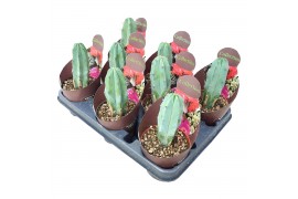Cactus MYRTILLOCACTUS GEOMETRIZANS - POT Ø 10,5 - COLLECTION WITH POTC