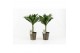 Dracaena fragr. janet craig Compacta op stam in Iron Leaf 
