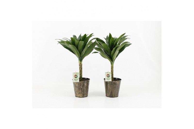 Dracaena fragr. janet craig Compacta op stam in Iron Leaf Dracaena fragr. janet craig Compacta op stam in Iron Leaf