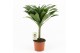 Dracaena fragr. janet craig Compacta op stam 