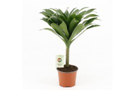 Dracaena fragr. janet craig Compacta op stam