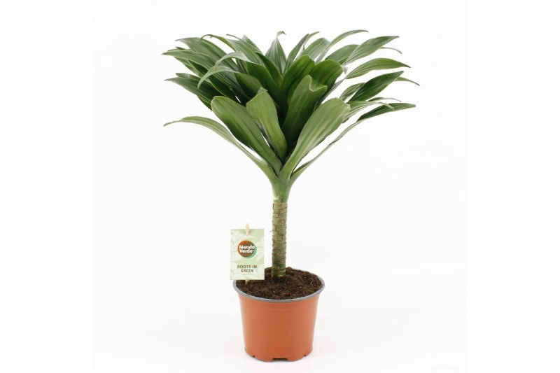 Dracaena fragr. janet craig Compacta op stam 