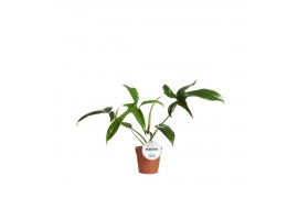 Philodendron gladhands