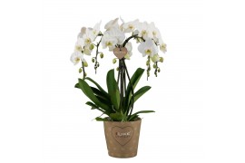 Phalaenopsis wit / geel lip duetto ornamento 5 tak