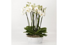 Phalaenopsis wit 12 tak in luxe schaal wit