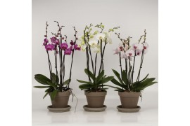 Phalaenopsis mix 6 tak in megane grijs pot + schotel