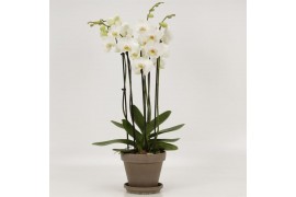 Phalaenopsis wit 6 tak in megane grijs pot + schotel