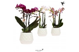 Phalaenopsis multiflora 3 tak in bohemian pot white kolibri orchids