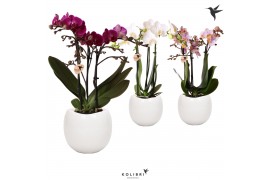 Phalaenopsis multiflora 3 tak in bowl pot kolibri orchids