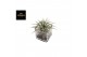 Tillandsia Tillandsia in glas 