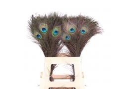 Huis en tuindecoratie pauwenveren  Peacock feathers 60/70cm