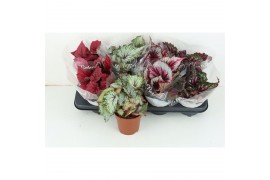 Begonia blad beleaf mix 3pp
