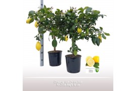 Citrus limon Citroen op stam