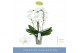 Phalaenopsis wit 3 tak fontano bellagio 