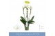 Phalaenopsis wit 3 tak fontano bellagio 