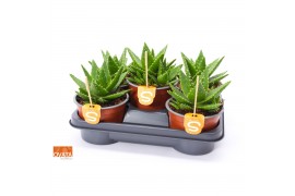 Aloe perfoliata ROCKS -   + label