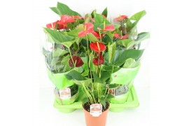 Anthurium andr. red winner 5+ bloem