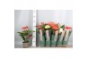 Anthurium andr. mix just perfection xl-flowers