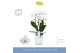 Phalaenopsis wit 2 tak fontano versailles in white molise aquo 