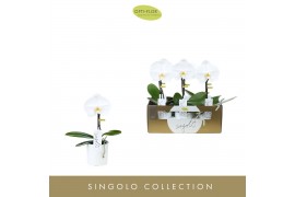 Phalaenopsis wit 1 tak Singolo Tosha in White Toscane