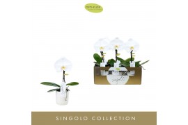 Phalaenopsis wit 1 tak Singolo Tosha in White Lazio