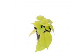 Philodendron scandens subsp. micans lime