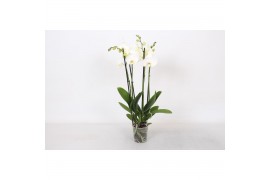 Phalaenopsis wit 4 tak