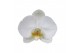 Phalaenopsis white bigflower 2 tak mimesis 