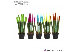 Sansevieria cylindrica velvet touchz® mix Ibiza