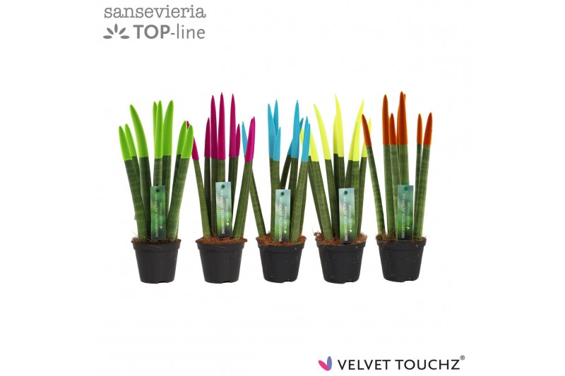 Sansevieria cylindrica velvet touchz® mix Ibiza 