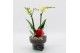 Phalaenopsis PHALRM-2401W Romantic Phalaenopsis 