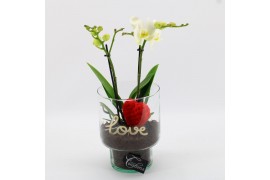 Phalaenopsis PHALRM-2401W Romantic Phalaenopsis