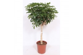 Schefflera arboricola compacta zware duostam,1 pp
