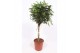 Schefflera arboricola compacta zware duostam,1 pp 