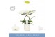 Phalaenopsis balletto wing 2 tak in white molise aquo 